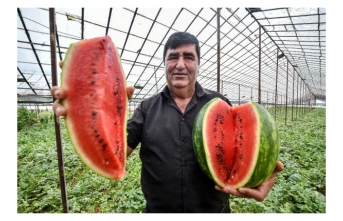 Ürettiği kekik aromalı karpuzlara 6 kat pahalı olmasına rağmen talep yağıyor